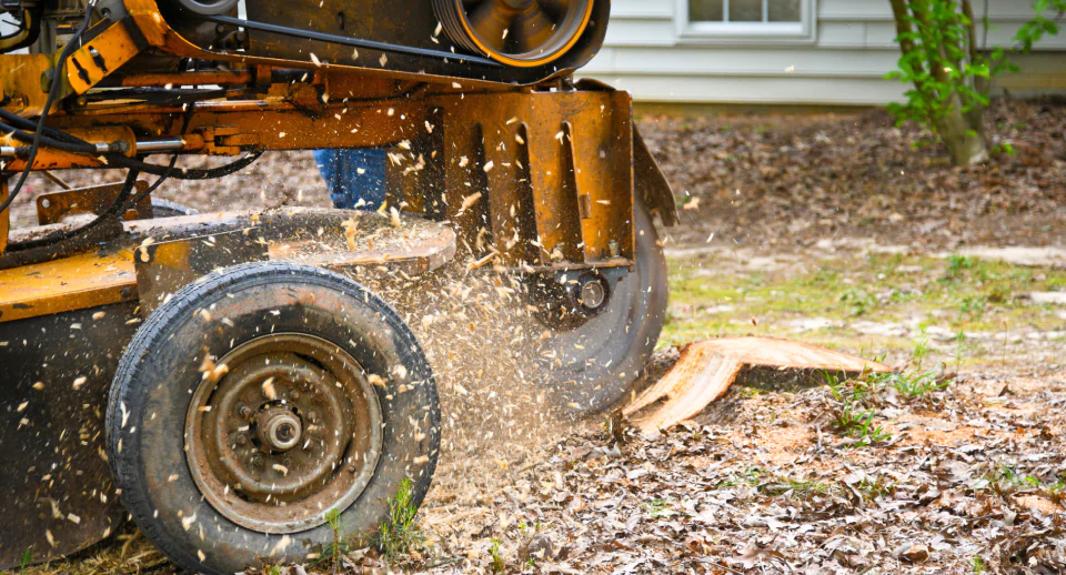 stump grinding service (1)