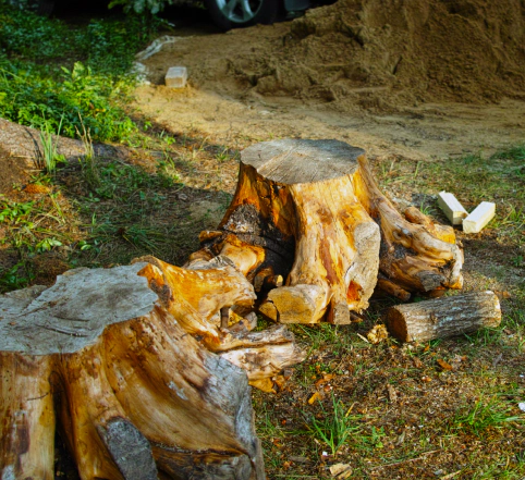 stumps of fallen trees 1