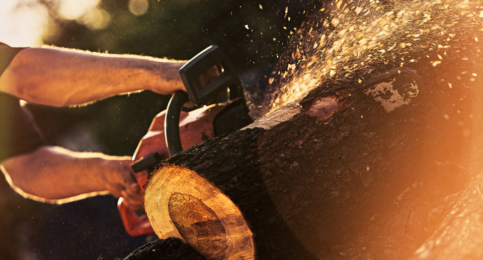 tree removal service (2)